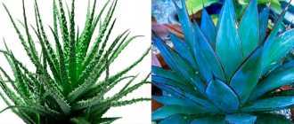 Агава и алоэ для текилы