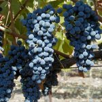 Черный виноград используется не только в свежем, но и в переработанном виде, для приготовления столовых и десертных сладких вин