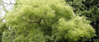 Дерево Софора японская