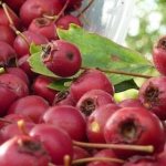 Домашнее вино из боярышника - рецепт и технология