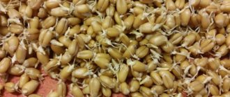 Домашний солод для сусла