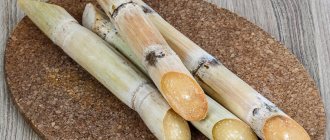 фото сахарного тростника для производства рома