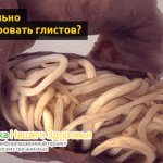 Касторка с коньяком: очищение организма от паразитов и глистов