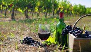 Киндзмараули – виноградники саперави