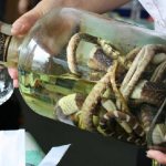 Китайская настойка со змеей и женьшенем