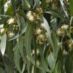 Листья эвкалипта