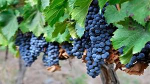 лучшие сорта винограда для вина