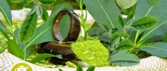 Мешок с Мате и листья растения падуб парагвайский