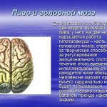 Можно ли поправиться от пива