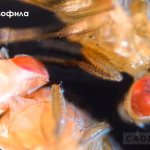 мушка дрозофила