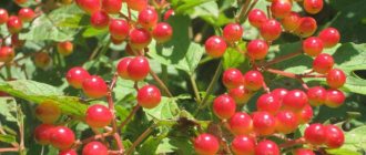 настойка самогона на калине рецепт