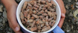 Настойка сосновых почек на водке: приготовление и применение