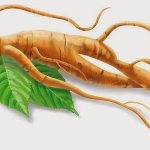 Настойка женьшеня применение