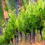 Настоящие виноградники