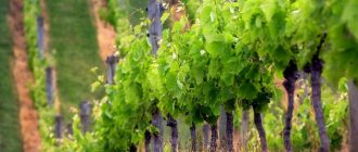 Настоящие виноградники