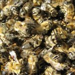 Пчелиный подмор обладает огромным количеством полезных целебных свойств