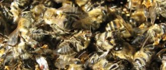 Пчелиный подмор обладает огромным количеством полезных целебных свойств
