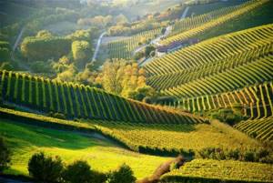 Пьемонт - одна из важнейших винодельческих областей Италии