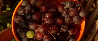 перебранный виноград