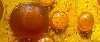 пивные дрожжи под микроскопом