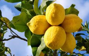 Подготовка лимонов