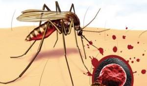 Профилактика малярии перед поездкой: специфические меры, препараты, прививки