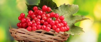 Рецепт приготовления вина из калины