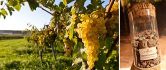 Регион происхождения определяет вкус коньяка