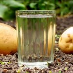 самогон из картофеля