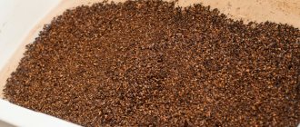 Шоколадное пиво (стаут) в домашних условиях – рецепт