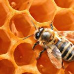 Сколько градусов в медовухе