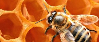 Сколько градусов в медовухе