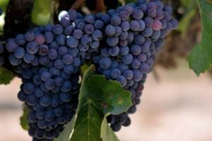 сорта винограда для красного вина