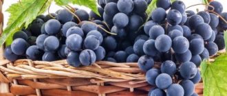 Сорта винограда молдавские. История сорта винограда Молдова