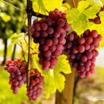 Спелый виноград