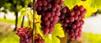 Спелый виноград