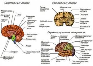 строение и функции мозга