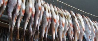 Тарань, вобла и другие. Какую рыбу брать для сушки?