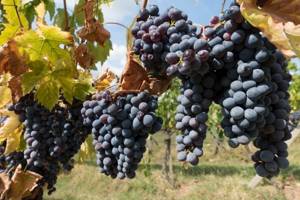 тосканский виноград Санджовезе