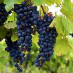 В состав вина Лыхны входит преимущественно виноград сорта Изабелла.