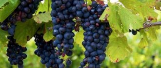 В состав вина Лыхны входит преимущественно виноград сорта Изабелла.