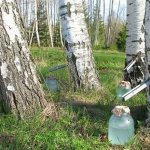 Важно правильно собрать березовый сок, чтобы не повредить дерево.