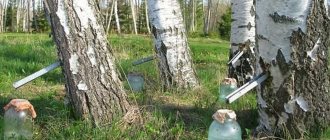 Важно правильно собрать березовый сок, чтобы не повредить дерево.