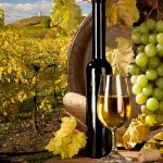 Важно выбрать подходящий сорт винограда