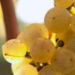 Вина германии