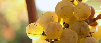 Вина германии