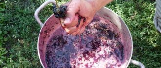 Вино домашнее из винограда Изабелла — рецепт приготовления в домашних условиях фото
