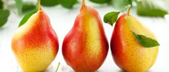 вино из груши