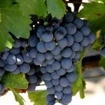 Вино Мальбек производится из одноименного сорта винограда.