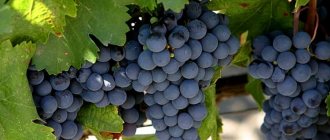 Вино Мальбек производится из одноименного сорта винограда.